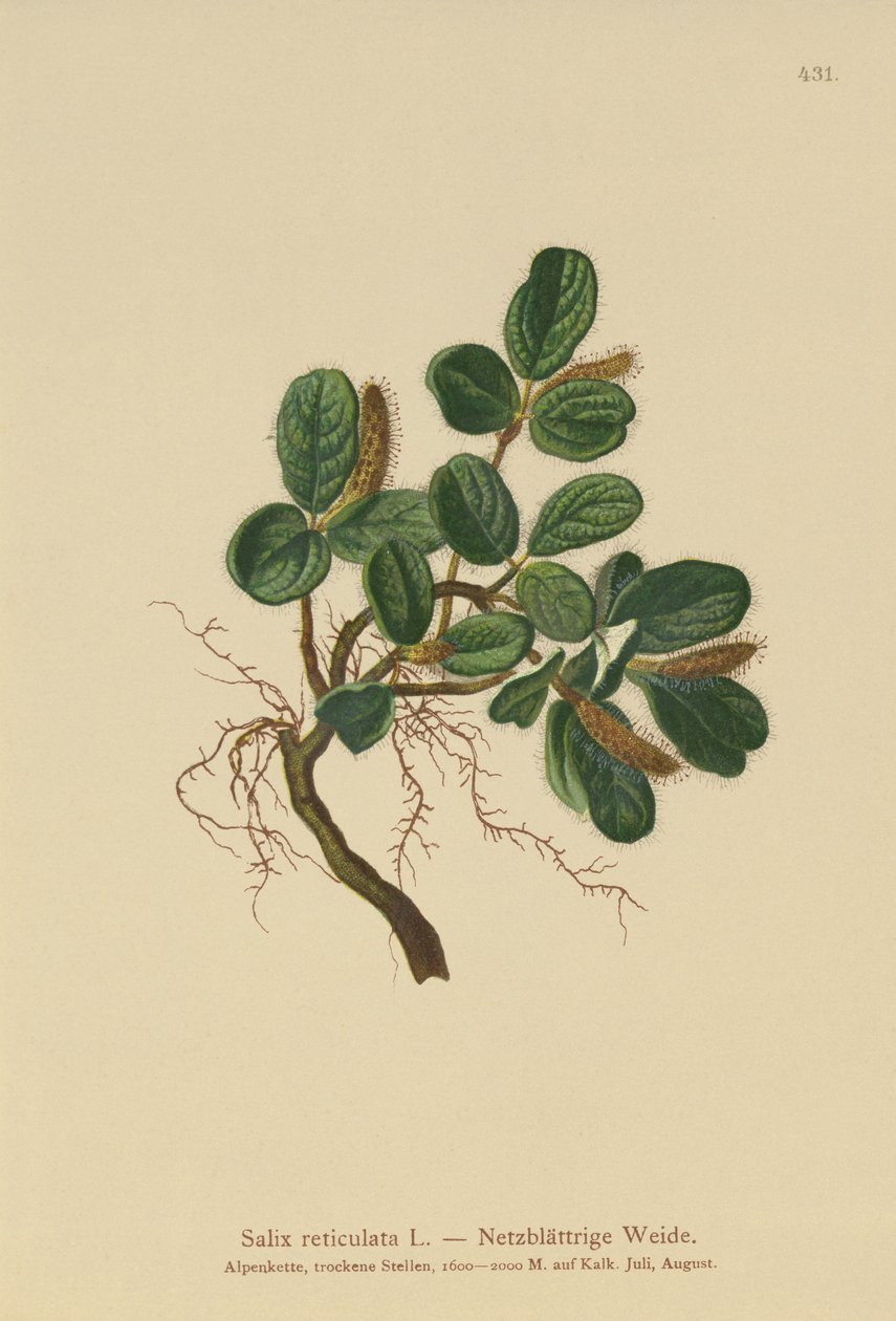Netbladet pil (Salix reticulata) af German School