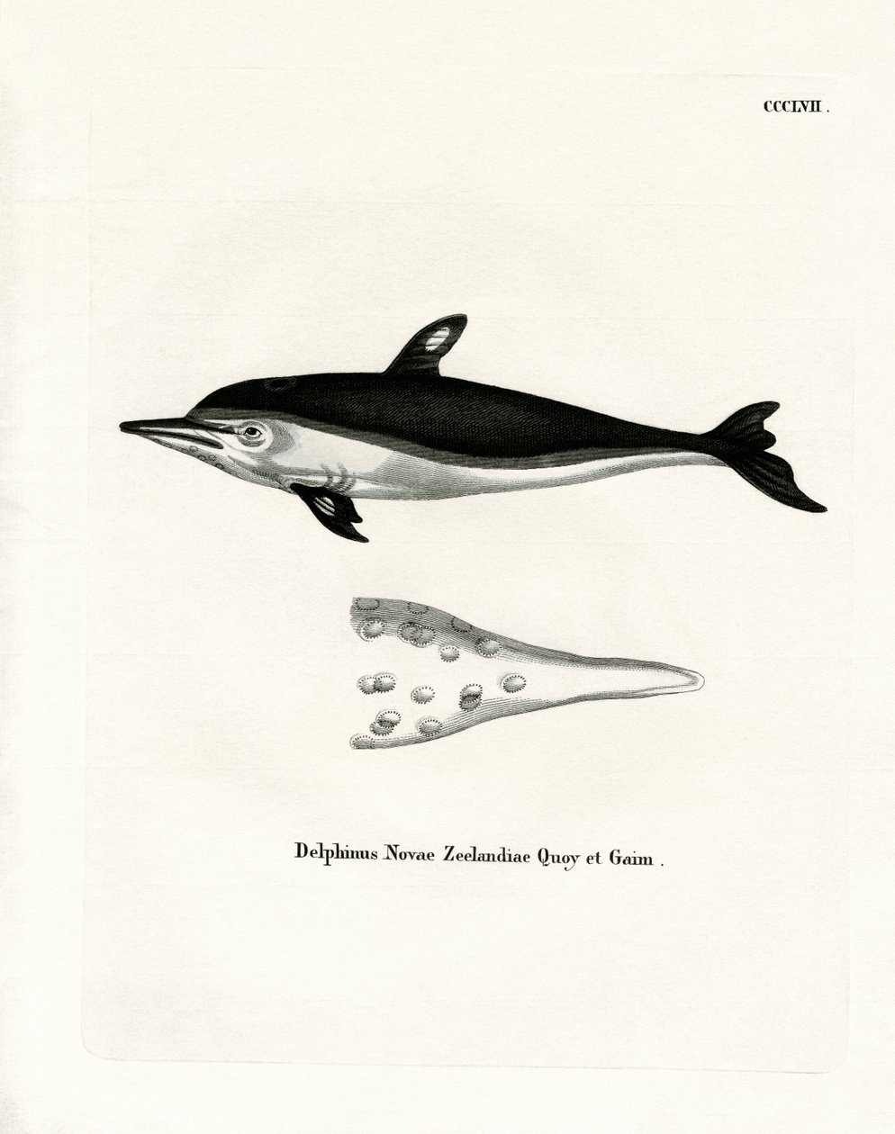 New Zealand Dolphin (farvet indgravering) af German School