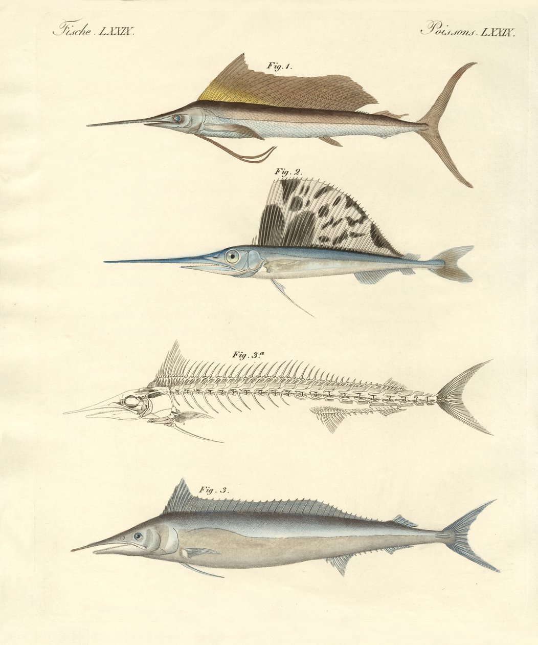 Ny makrellignende fisk (farvet indgravering) af German School