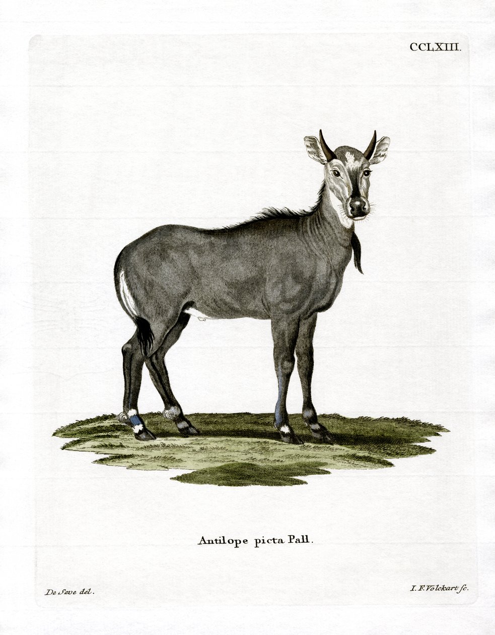 Nilgai (farvet gravering) af German School