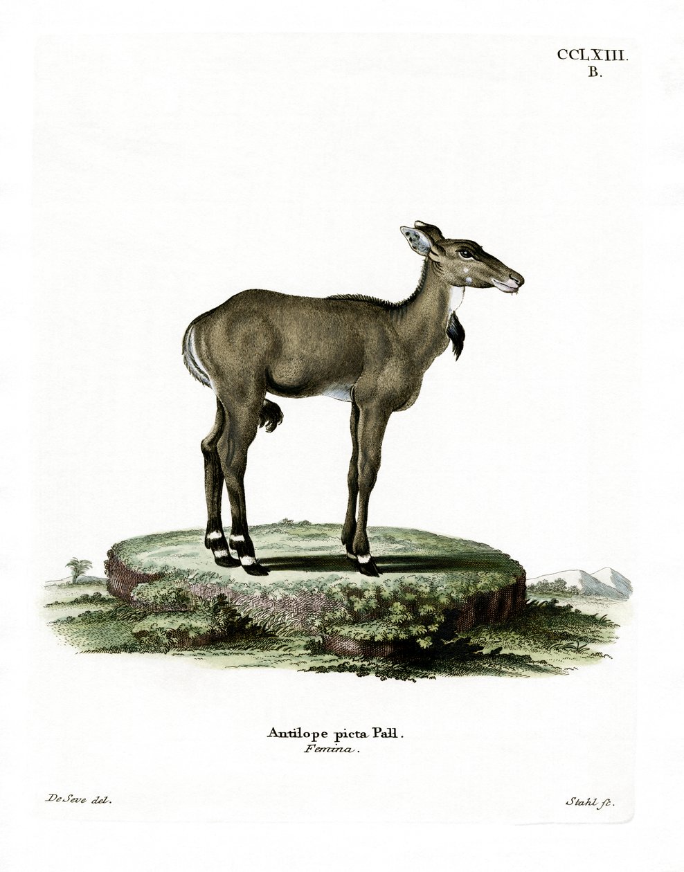 Nilgai (farvet gravering) af German School