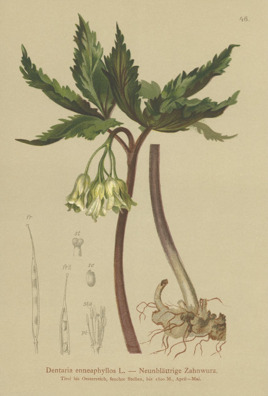 Ni-bladet koralurt (Dentaria enneaphyllos) af German School