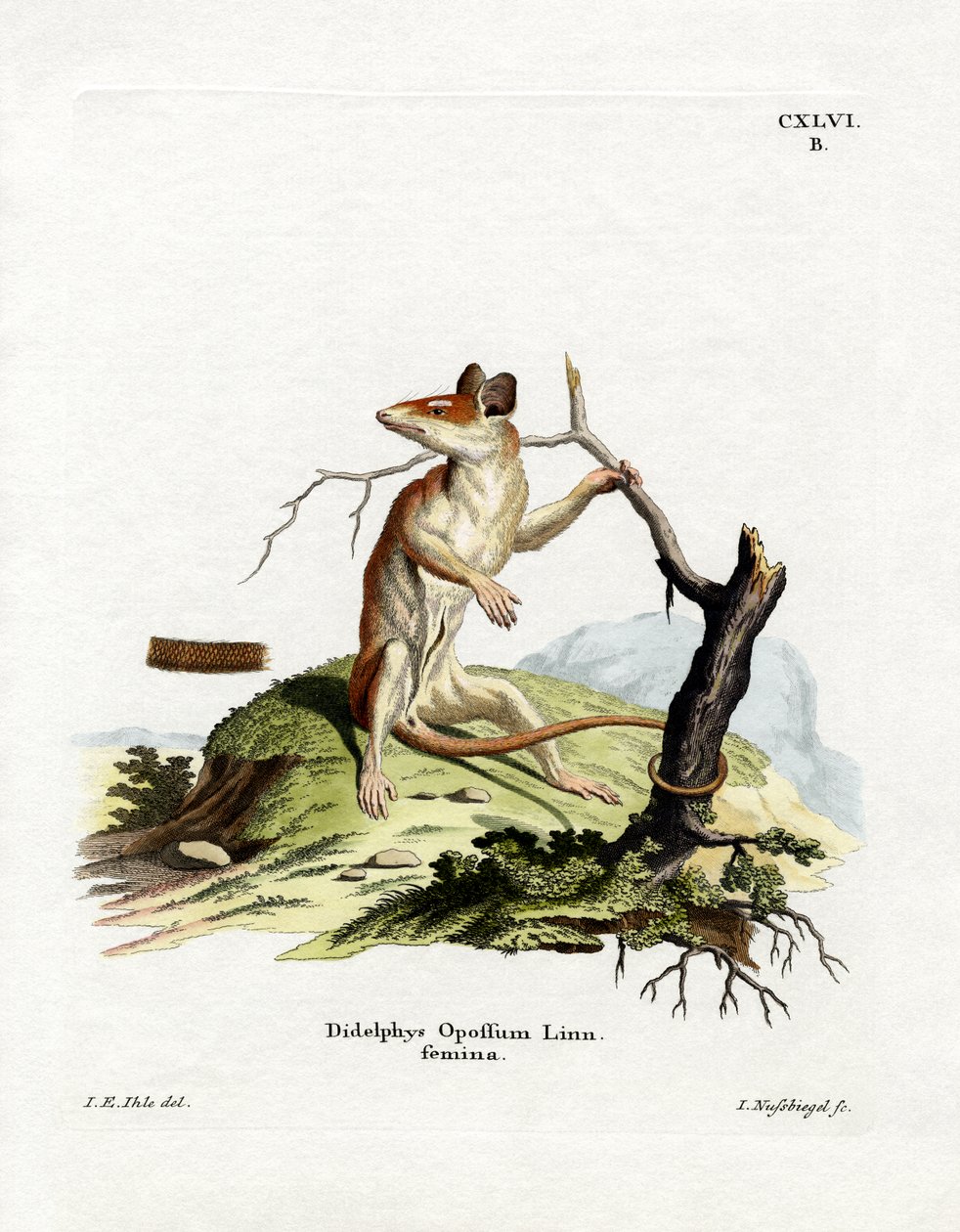Nordamerikansk Opossum (farvet gravering) af German School
