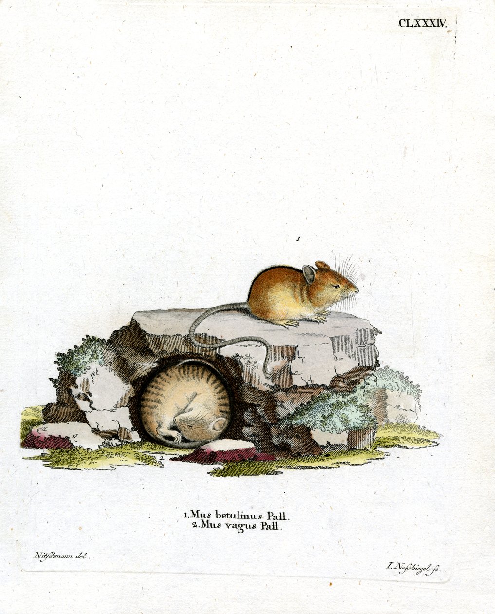 Northern Birch Mouse (farvet gravering) af German School