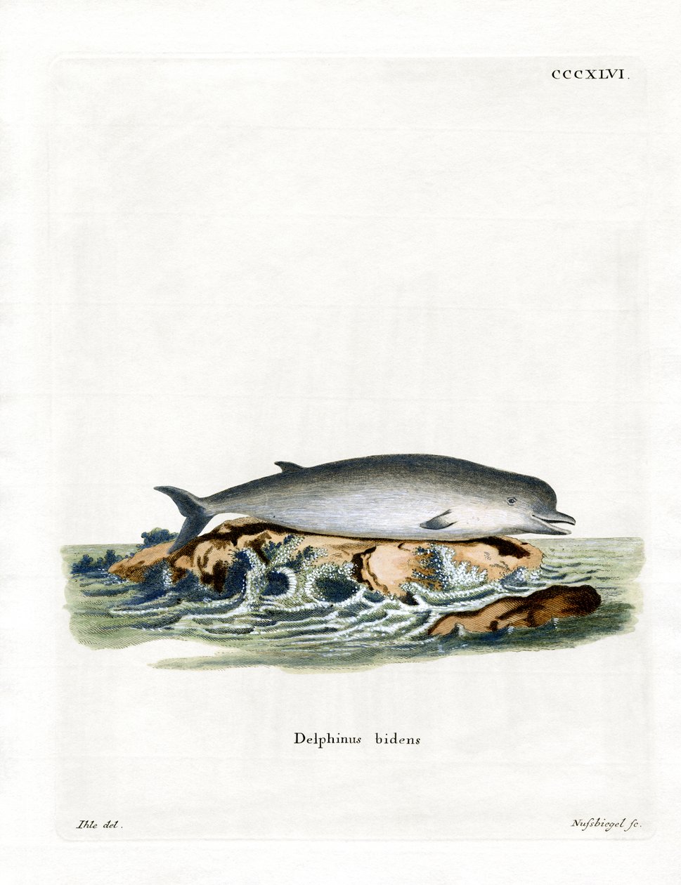 Northern Bottlenose Whale (farvet indgravering) af German School