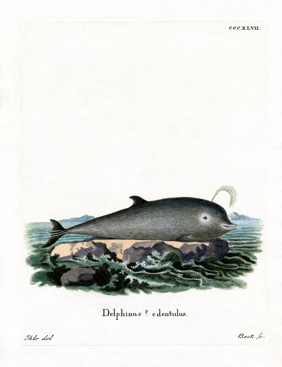 Northern Bottlenose Whale (farvet indgravering) af German School