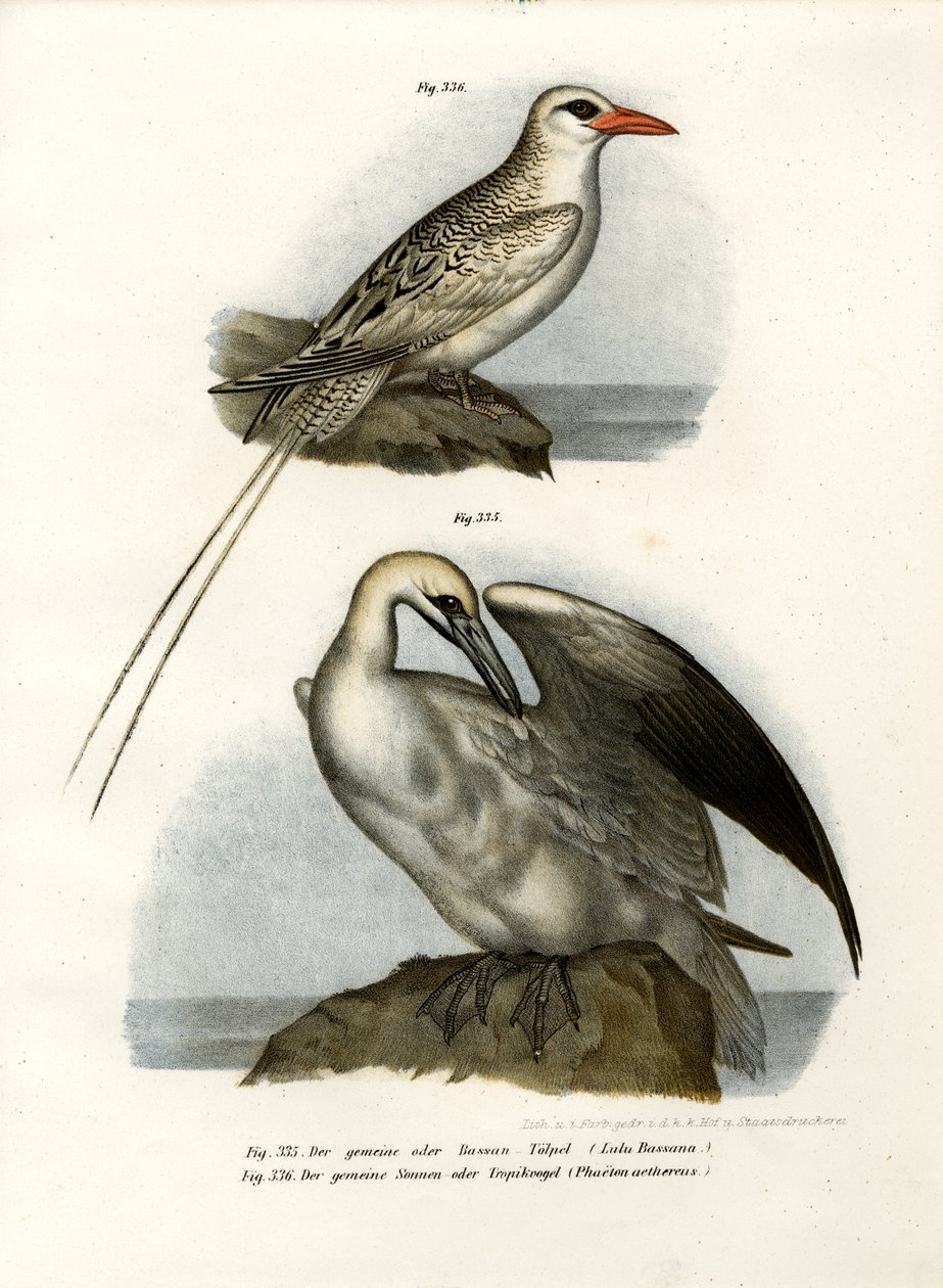 Northern Gannet, 1864 af German School