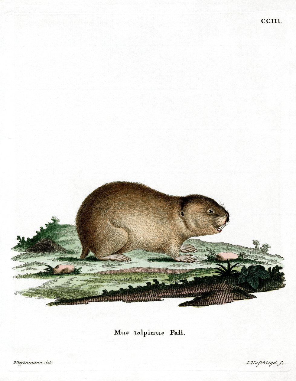Northern Mole Vole (farvet indgravering) af German School