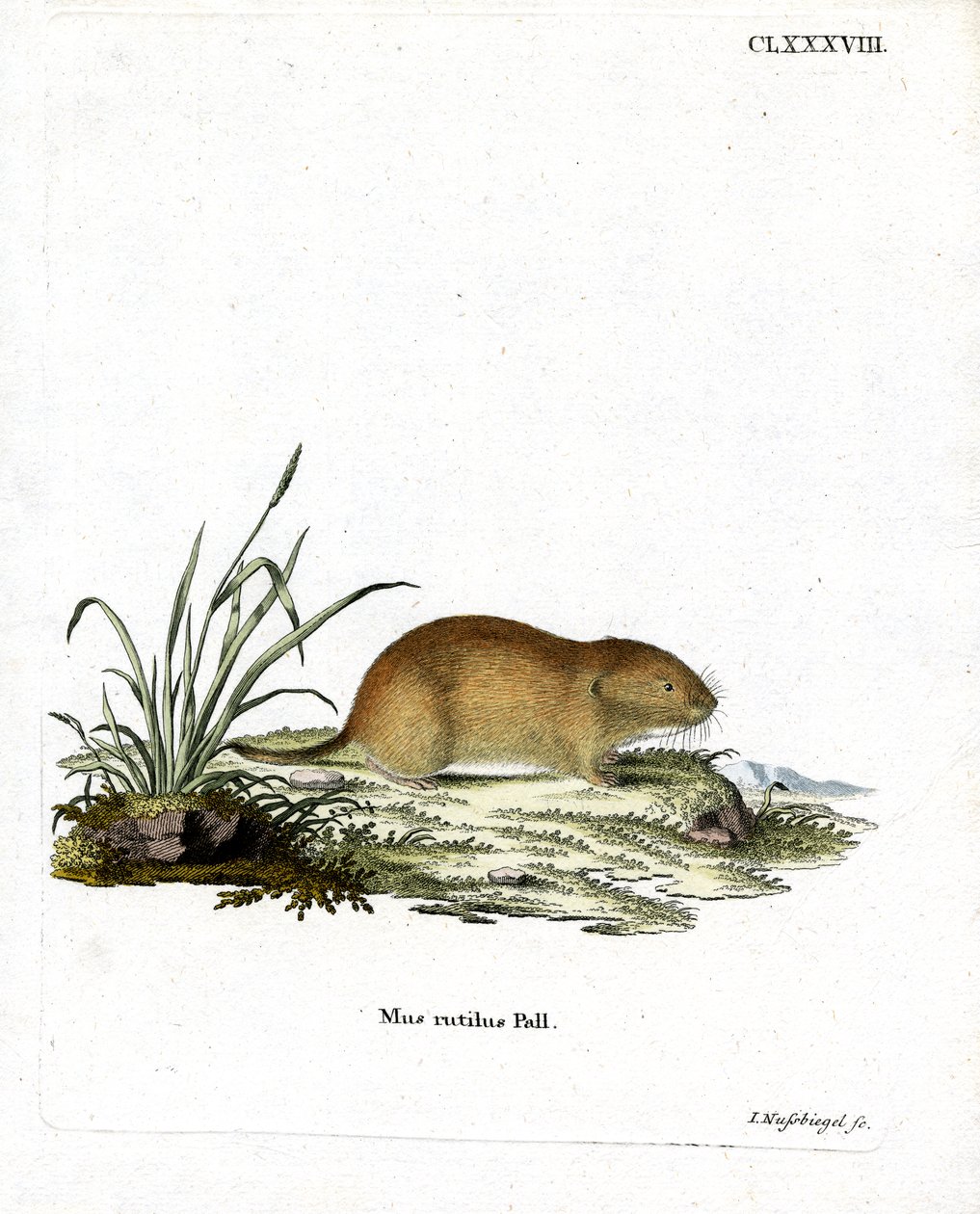 Northern Red-backed Vole (farvet indgravering) af German School