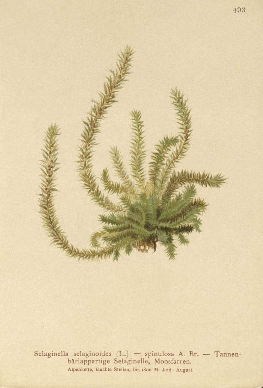 Nordlig spidsmose (Selaginella selaginoides, Selaginella spinulosa, Lycopodium selaginoides, Bernhardia spinosa) af German School