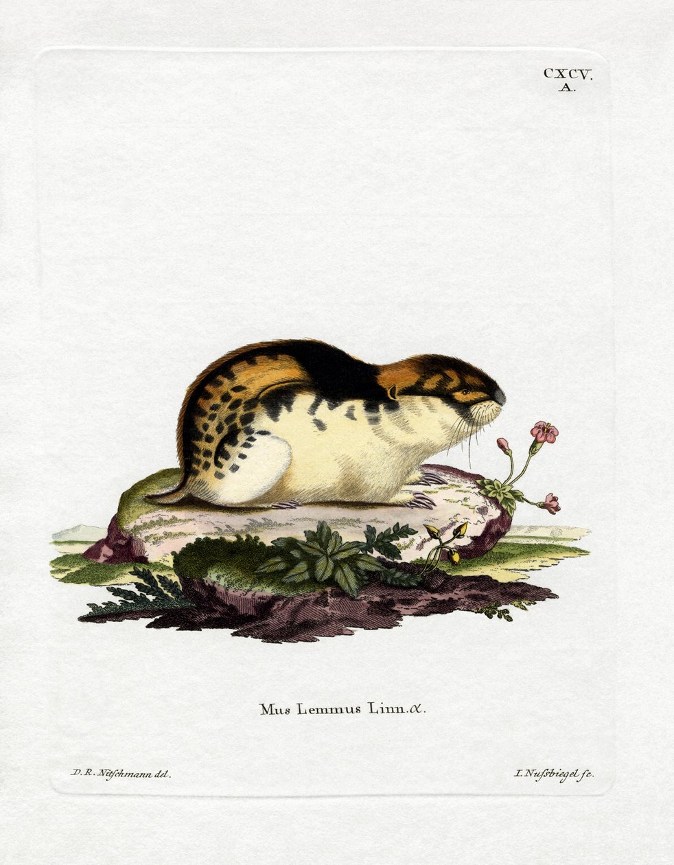 Norway Lemming (farvet gravering) af German School
