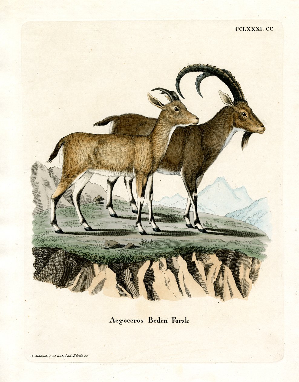 Nubian Ibex (farvet gravering) af German School