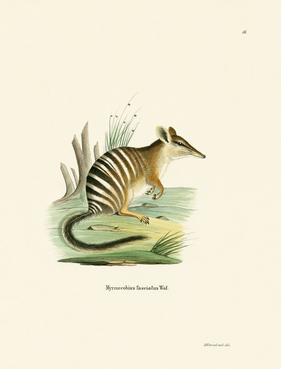 Numbat (farvet gravering) af German School