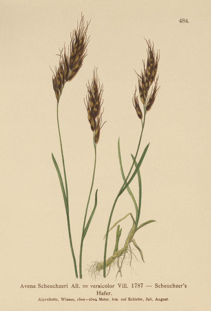 Havregræs (Avena Scheuchzeri, Avena versicolor, Avena alpina) af German School