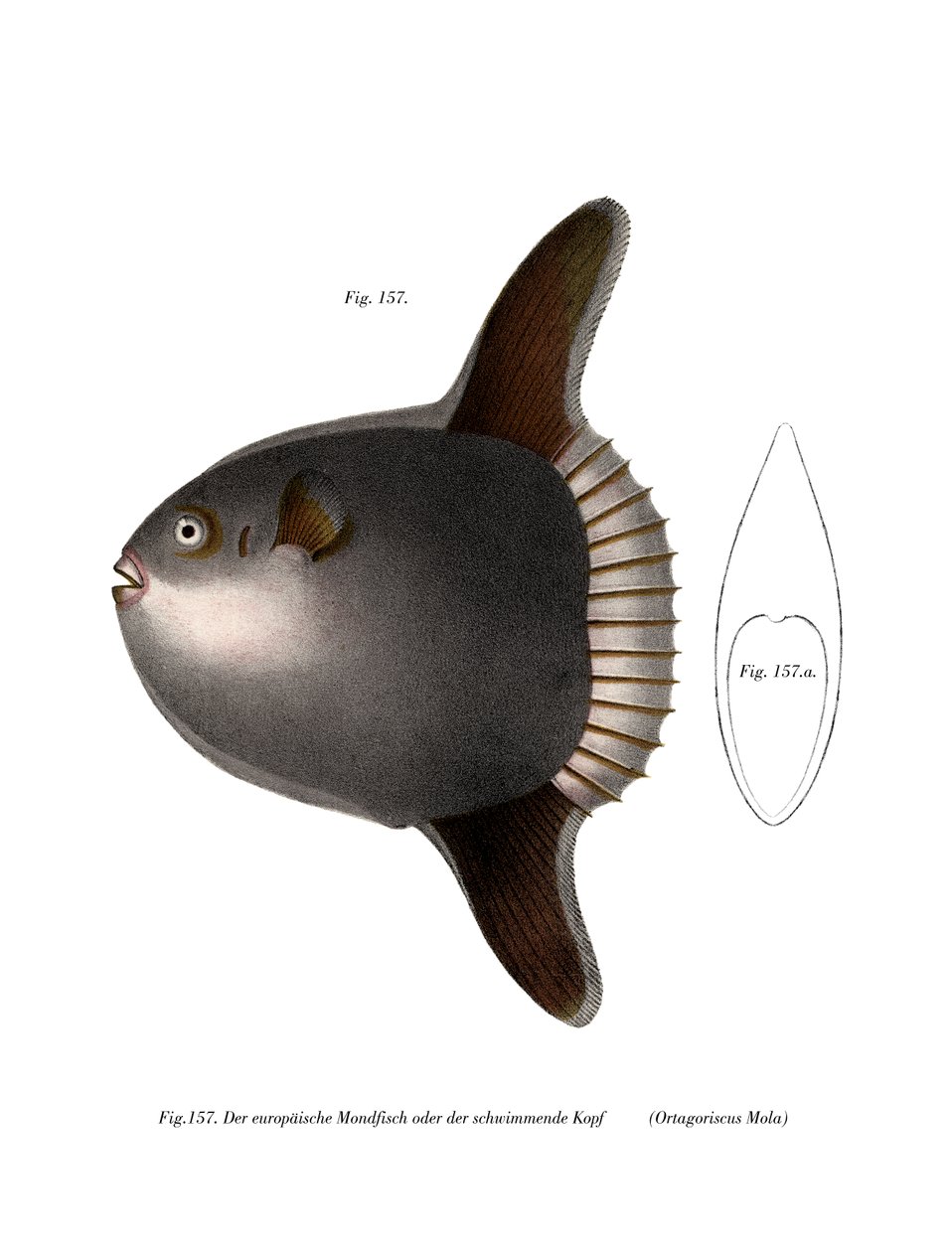 Ocean Sunfish (farve litho) af German School