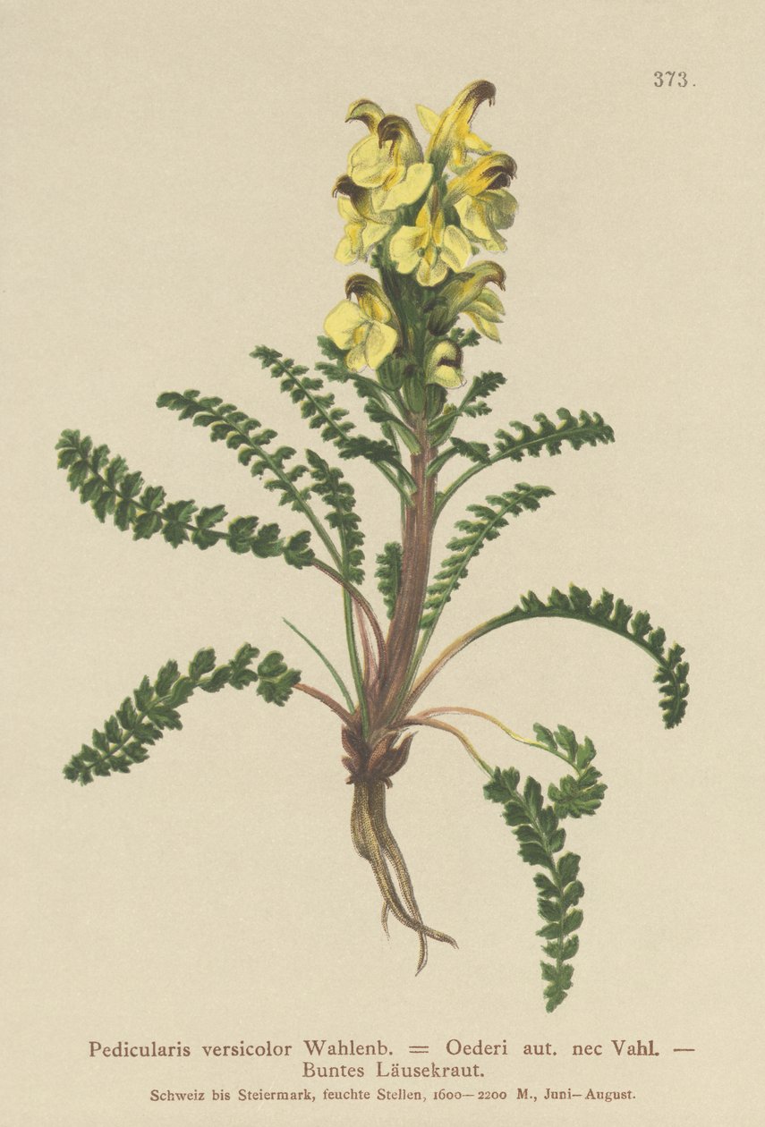 Oeders Lousewort (Pedicularis versicolor, Pedicularis Oederi) af German School