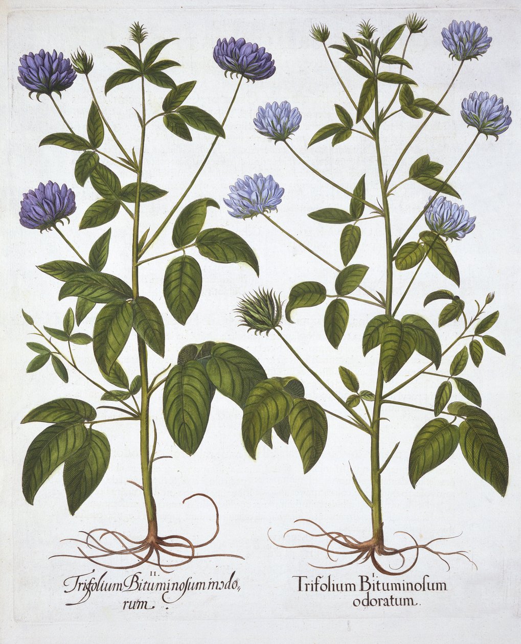 Enblomstrede kløvere, fra Hortus Eystettensis, af Basil Besler (1561-1629), pub. 1613 (håndkoloreret gravering) af German School