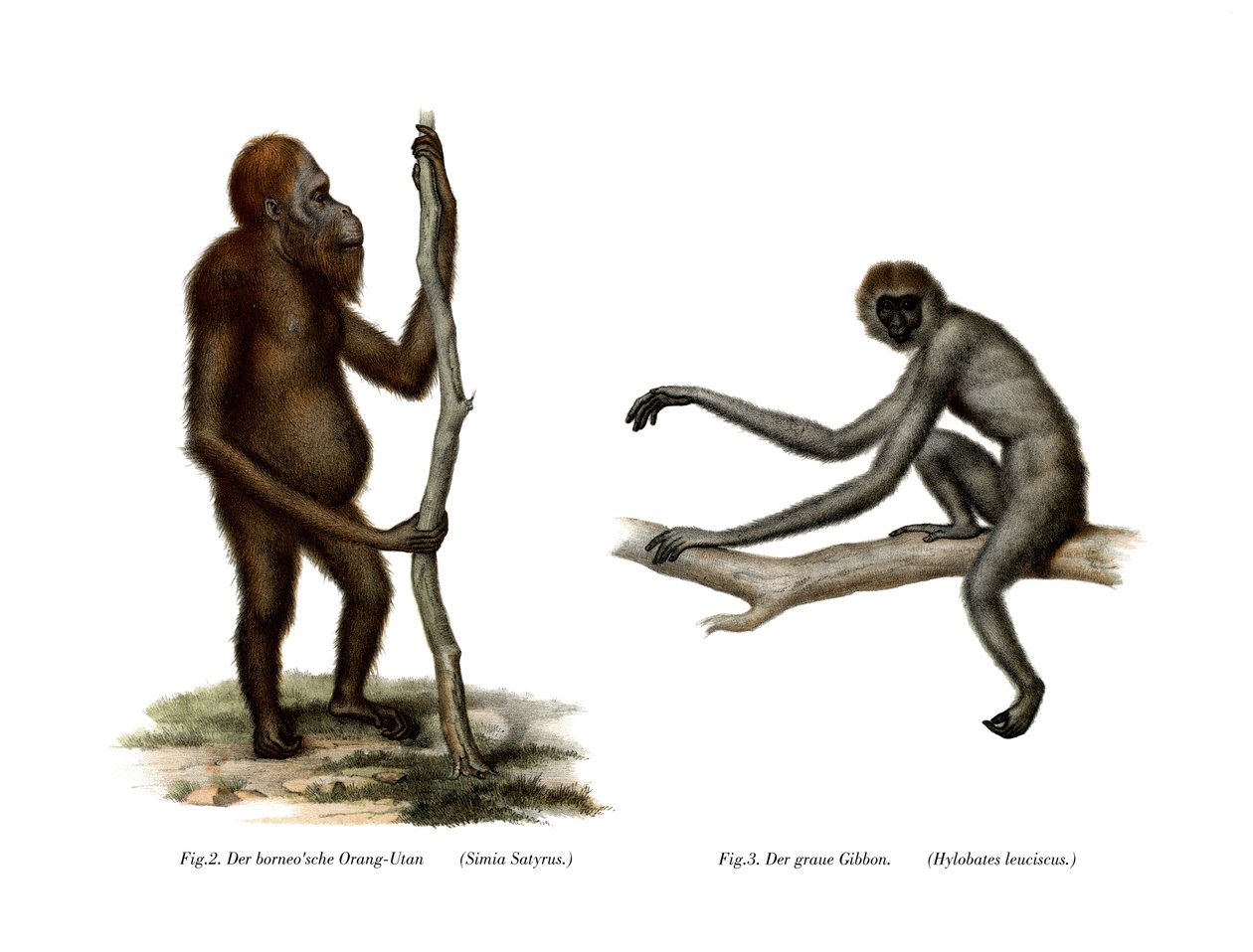 Orang-Outang, 1860 af German School