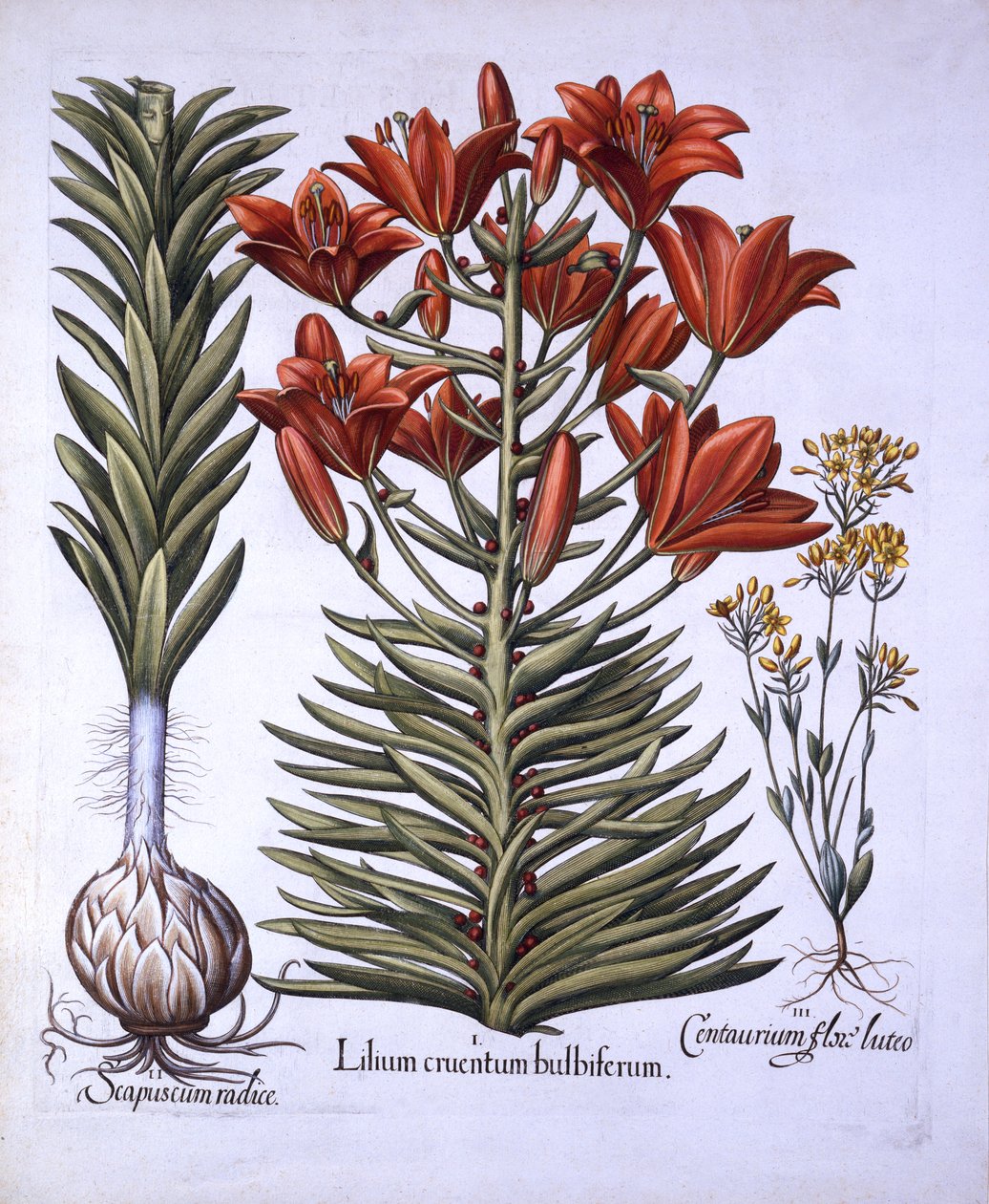 Orange Lily with Bulbils and Bulbs, Late-Blooming Blackstoria, fra Hortus Eystettensis, af Basil Besler (1561-1629), pub. 1613 (håndfarvet gravering) af German School