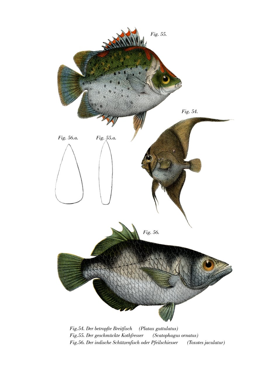 Orbikuleret Batfish (farve litho) af German School