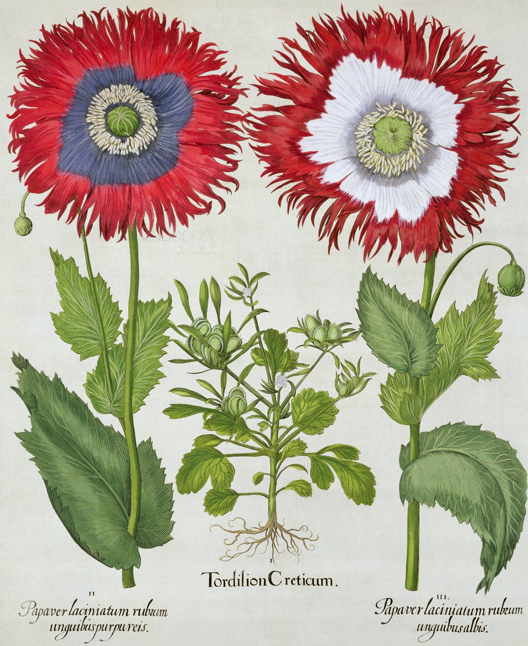 Ornamental Poppies, fra Hortus Eystettensis af Basil Besler (1561-1629), pub. 1613 af German School