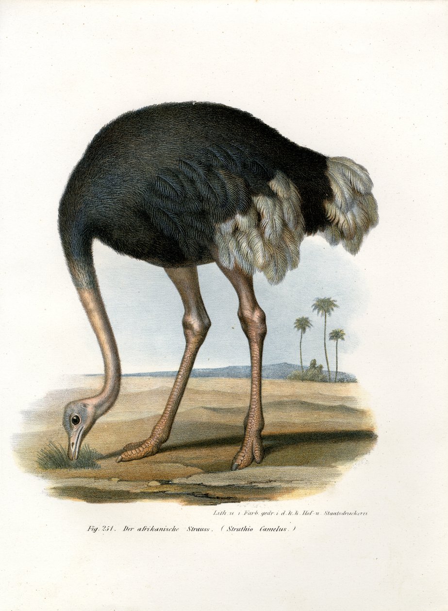 Struds, 1864 af German School