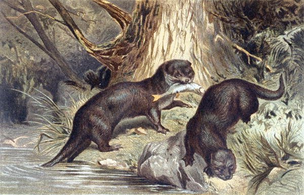 Otter, tallerken fra "Brehms Tierleben: Allgemeine Kunde des Tierreichs", bind 1, s.670, udgivet af Bibliographisches Institut af German School