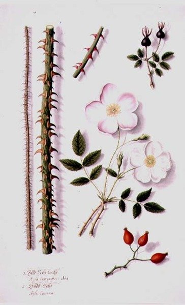 PD.98-1973f.14 Hvid markrose (Rosa silvestris alba) og hunderose (Rosa canina) c.1820 (akvarel og gouache) af German School
