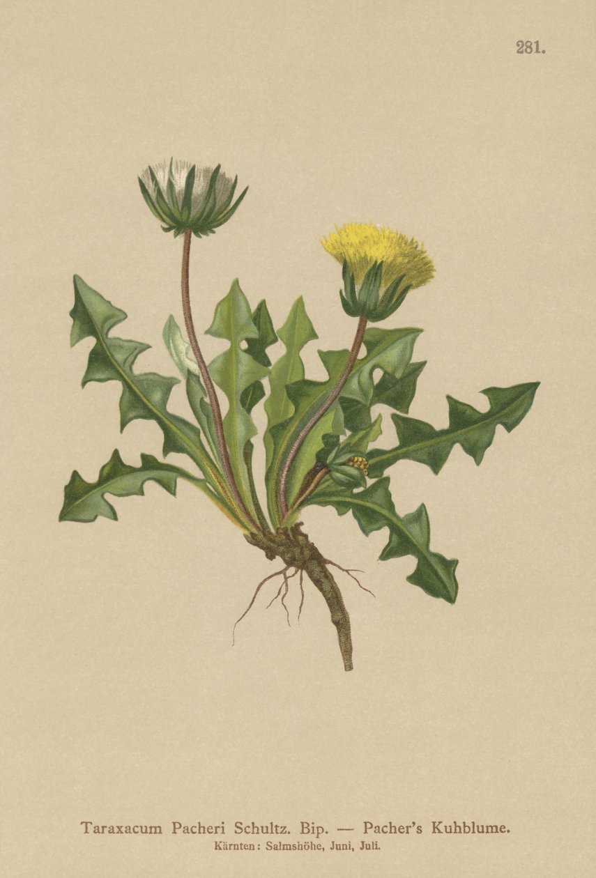Pacheris Dandelion (Taraxacum Pacheri) af German School