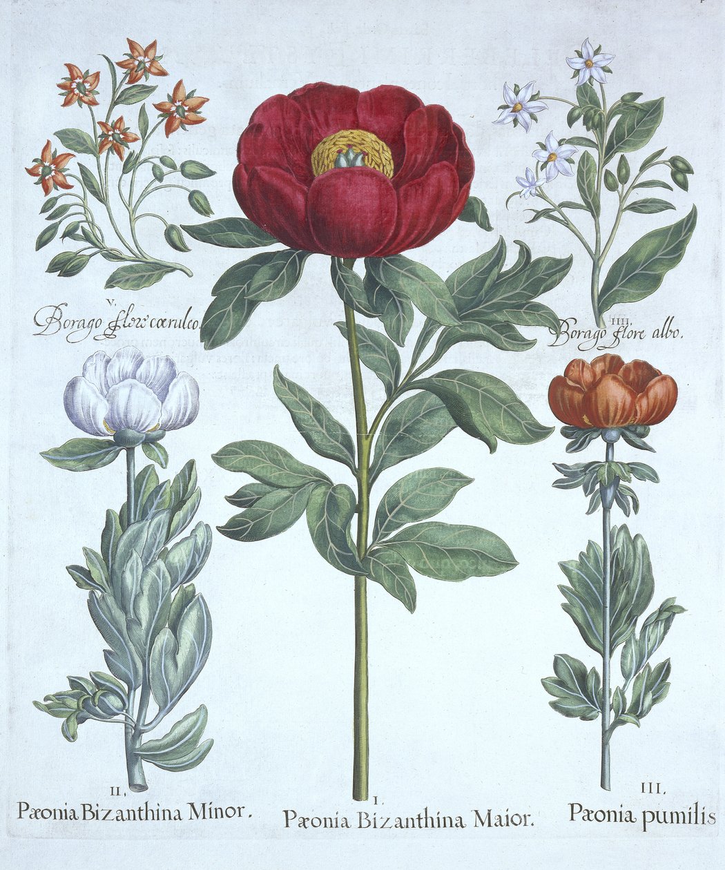 Paeonies and Borage, fra Hortus Eystettensis, af Basil Besler (1561-1629), pub. 1613 (håndkoloreret gravering) af German School
