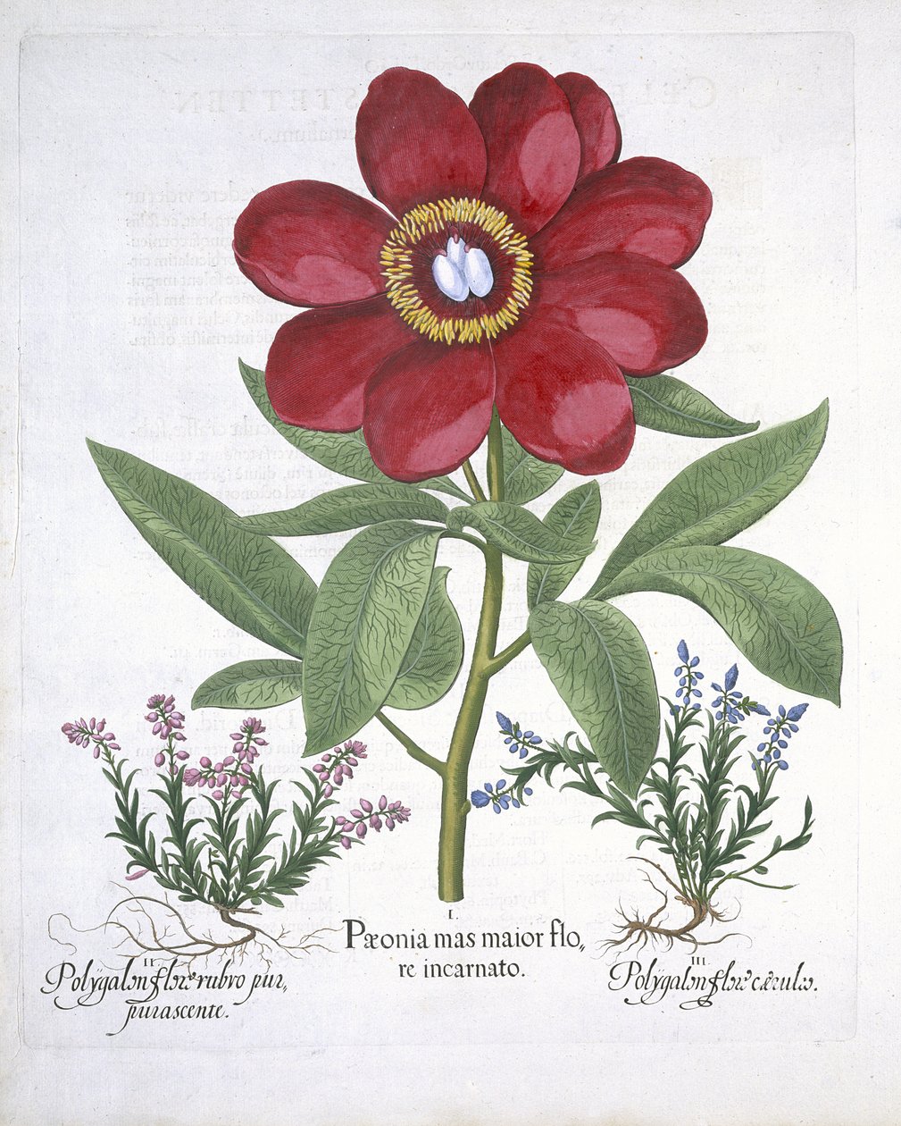 Paeony and two Polygalons, fra Hortus Eystettensis, af Basil Besler (1561-1629) pub. 1613 (håndfarvet gravering) af German School