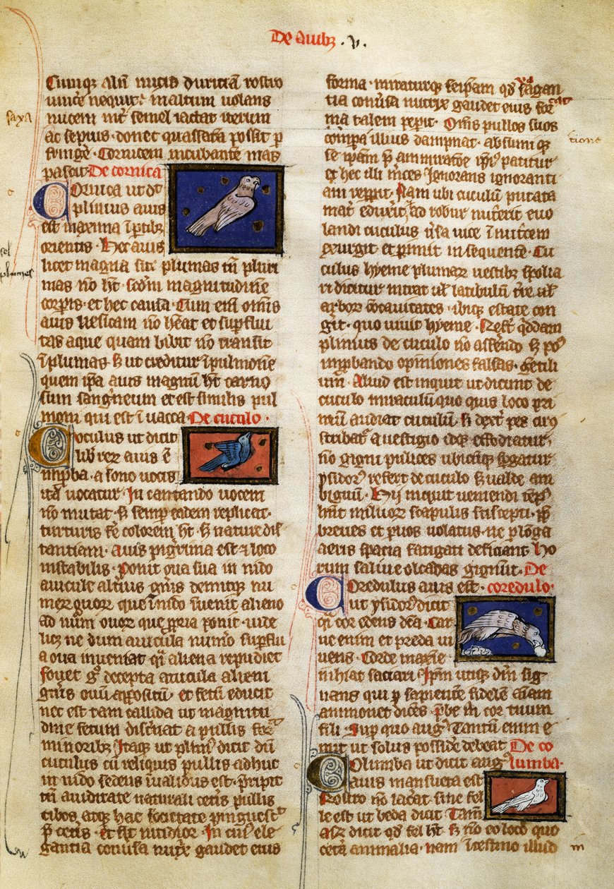 Side fra De Natura Rerum om fugle, af Albertus Magnus (ca. 1200-1280) af German School