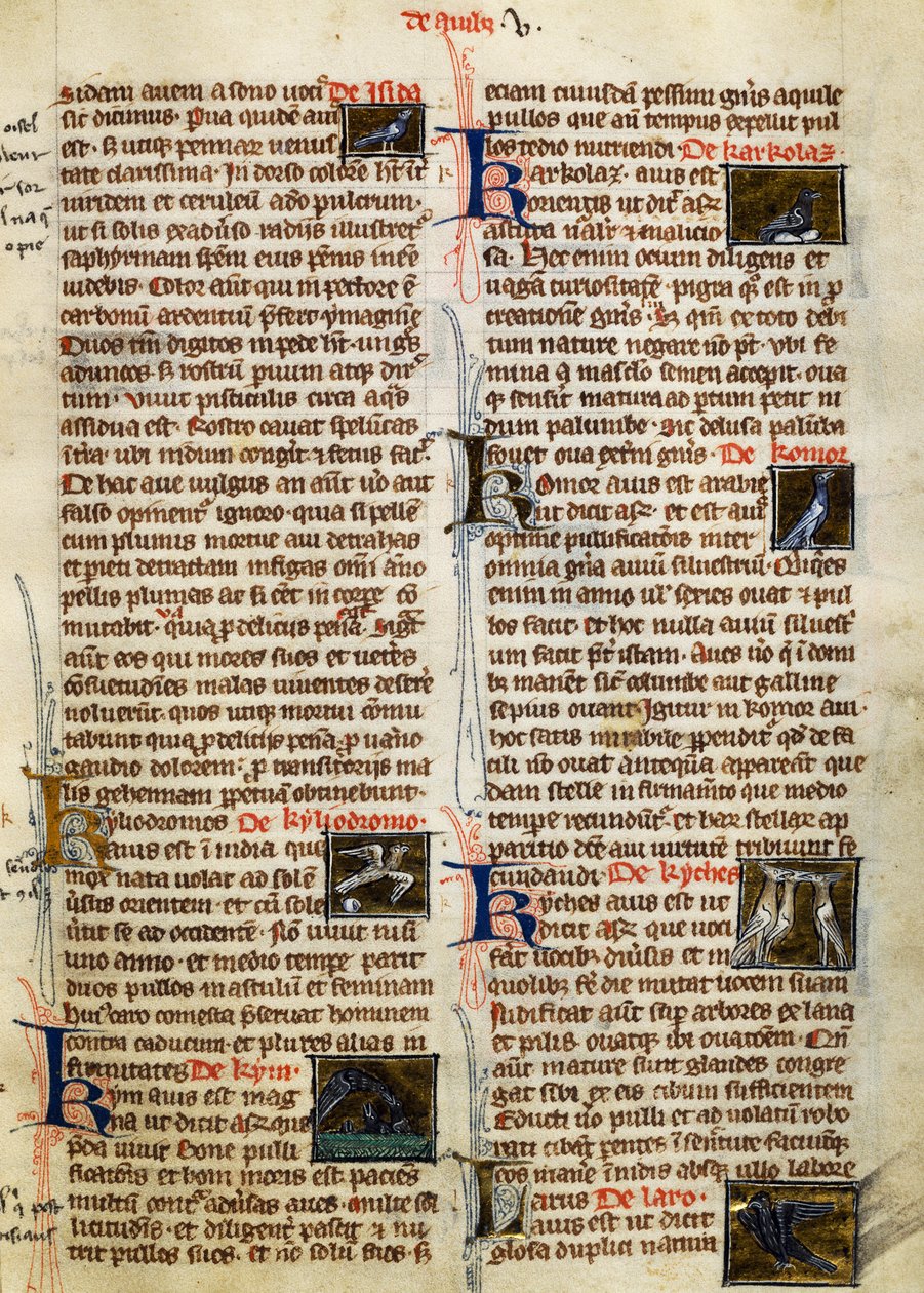Side fra De Natura Rerum om fugle, af Albertus Magnus (ca. 1200-1280) af German School