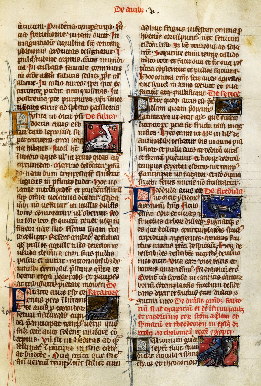 Side fra De Natura Rerum om fugle, af Albertus Magnus (ca. 1200-1280) af German School
