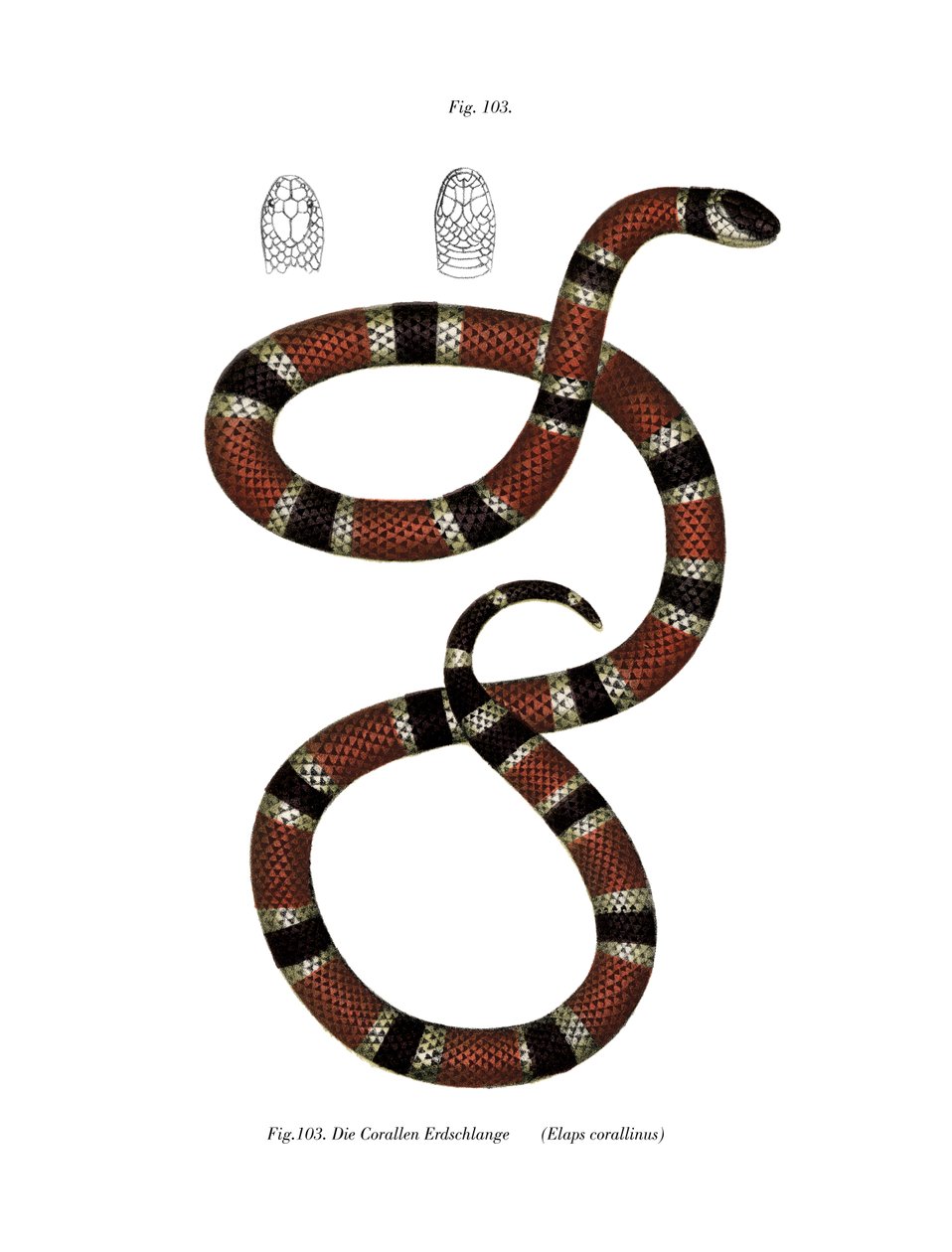 Malet Coral Snake (farve litho) af German School