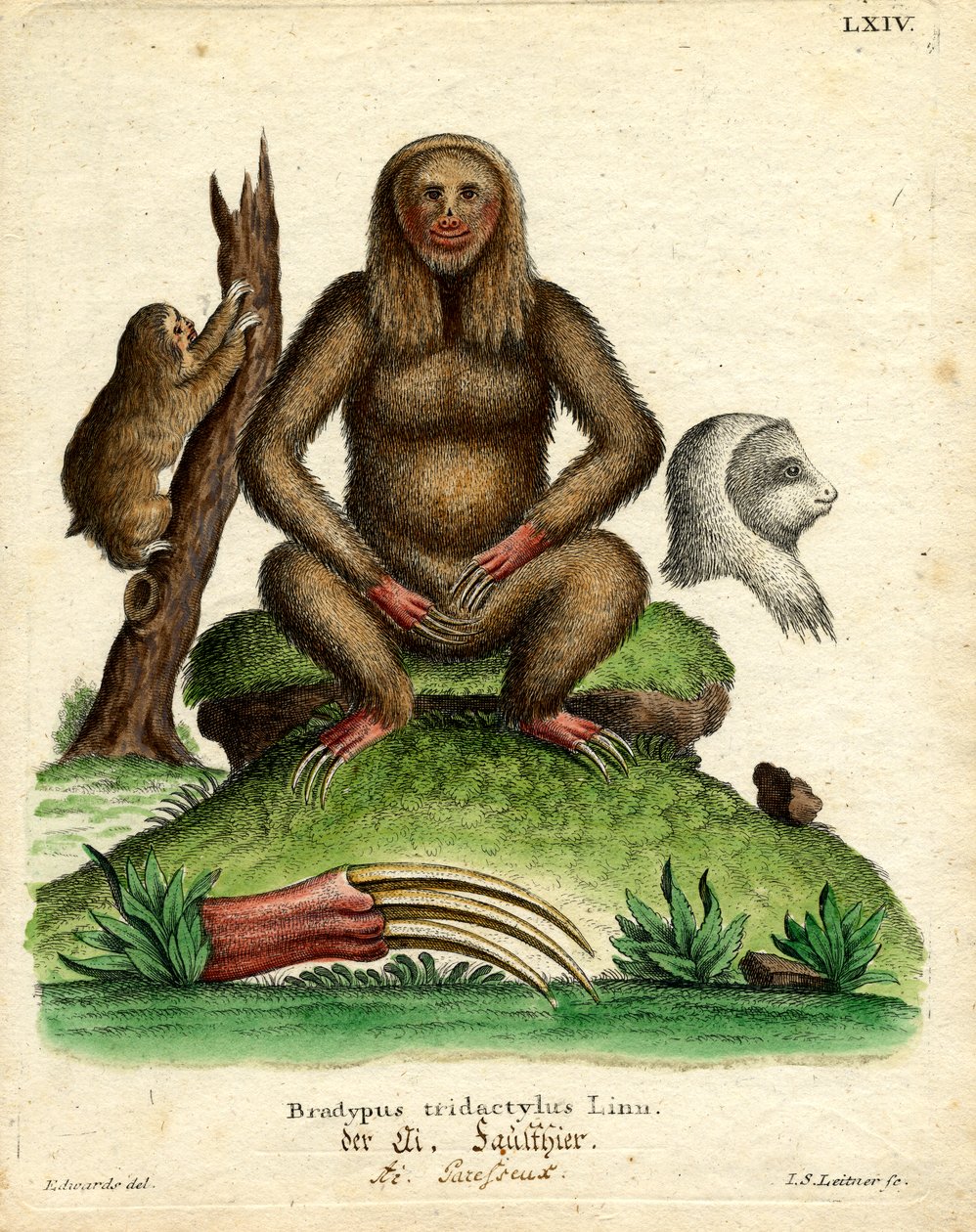 Bleghals dovendyr (farvet indgravering) af German School