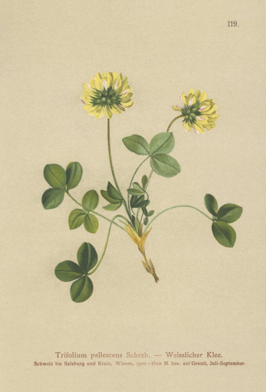 Bleg kløver (Trifolium pallescens) af German School