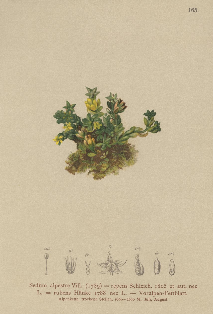 Bleg stenurt (Sedum alpestre, Sedum repens, Sedum rubens) af German School