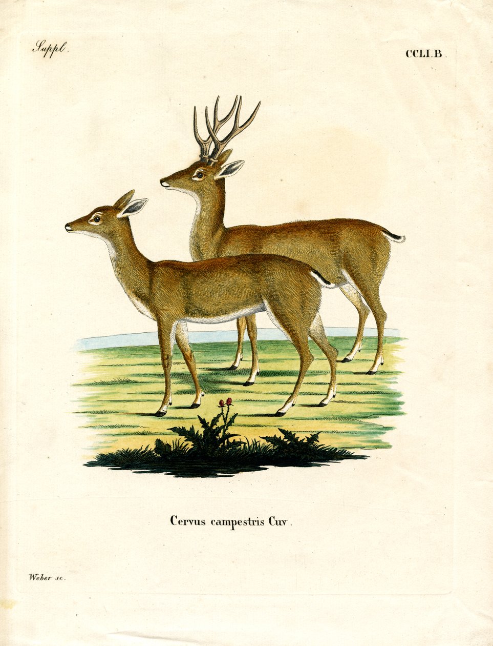 Pampas Deer (farvet gravering) af German School