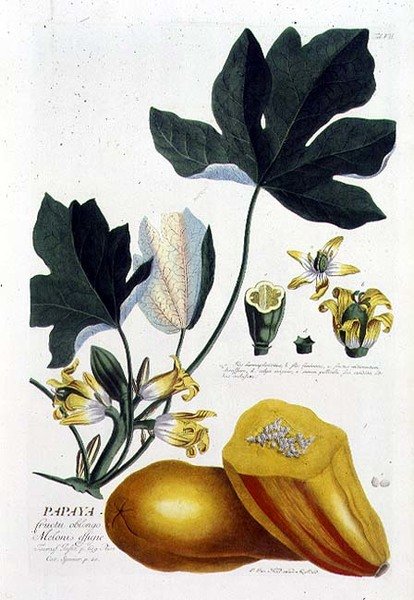 Papaya, graveret af Johann Jakob Haid (1704-67), planche 7 fra en botanisk bog, udgivet af Augustus Vind (farvestik) af German School