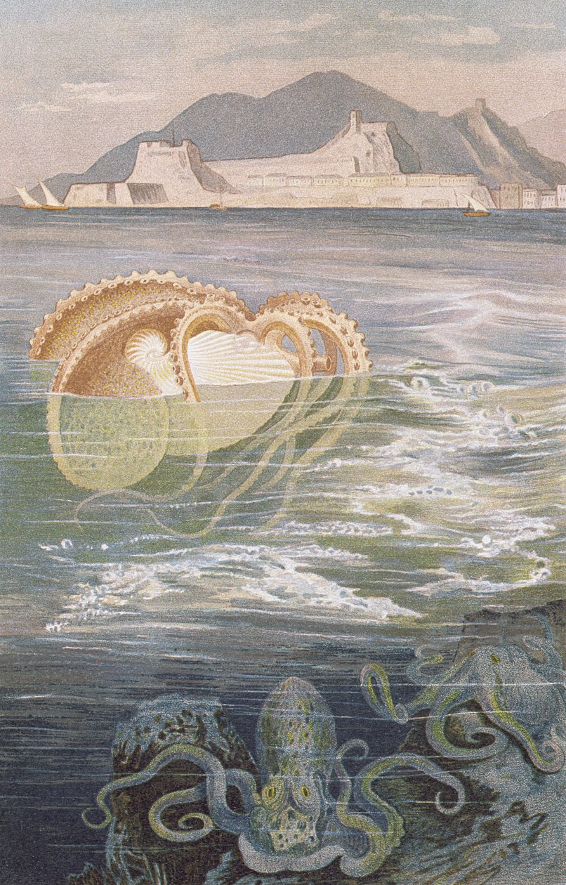 Paper Nautilus, tallerken fra Brehms Dyreliv: Generel viden om dyreriget, bind 10, s.273, udgivet af Bibliografisk Institut, 1893 af German School