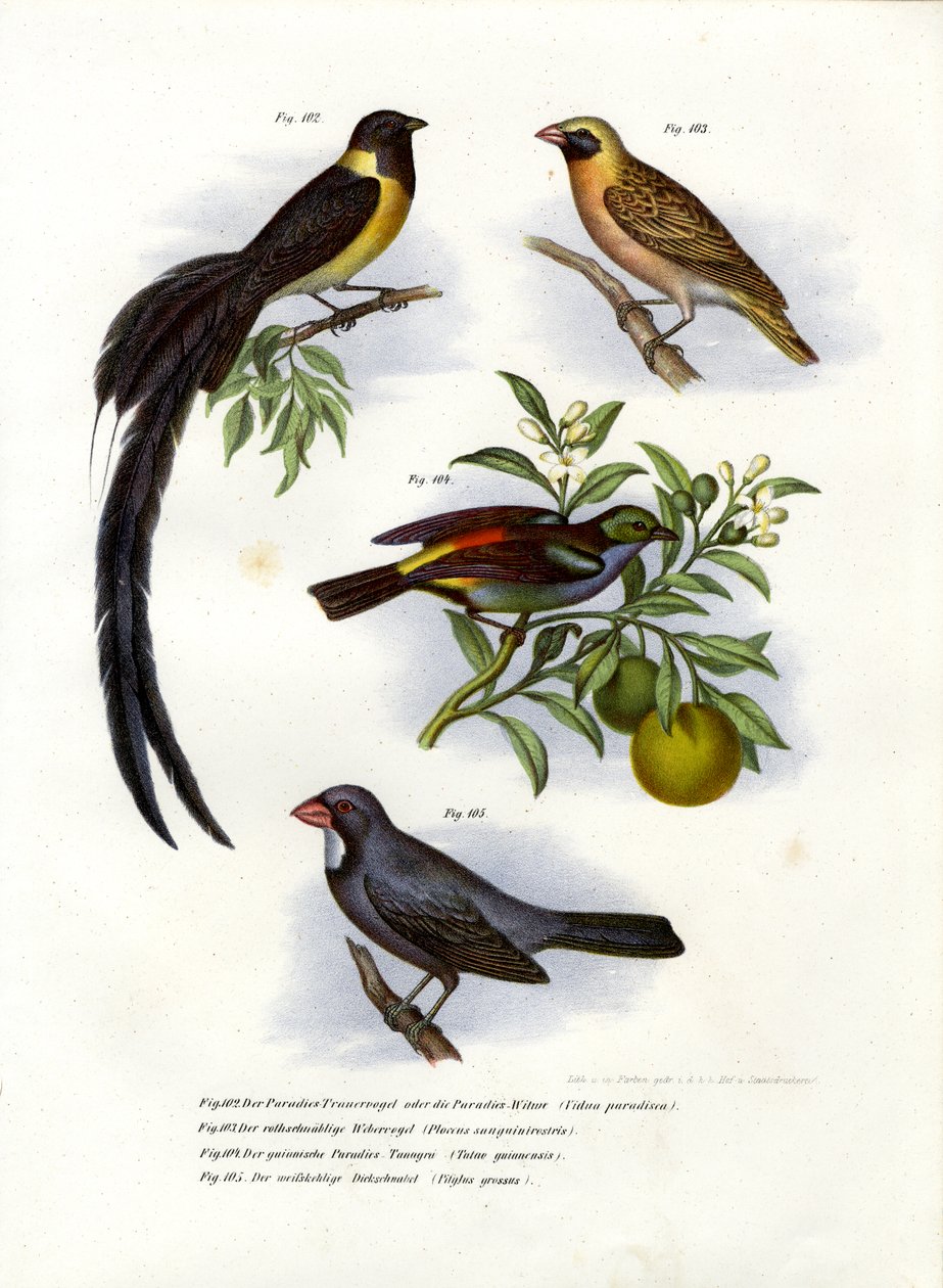Paradise Whydah, 1864 af German School