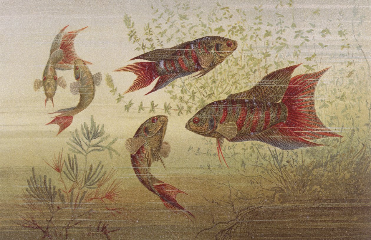 Paradisfisk, tallerken fra Brehms Dyreliv: Almindelig viden om Dyrenes rige, bd. 8, s. 184, udgivet af Bibliografisk Institut, 1892 af German School
