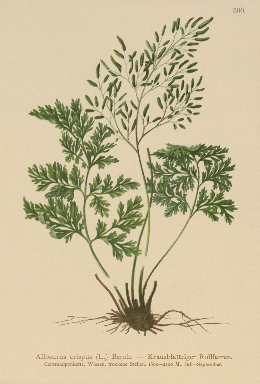 Persille Bregne (Allosurus crispus, Cryptogramma crispa, Osmunda crispa, Allosorus crispus) af German School