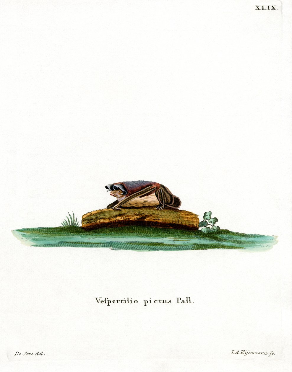 Partifarvet flagermus (farvet gravering) af German School