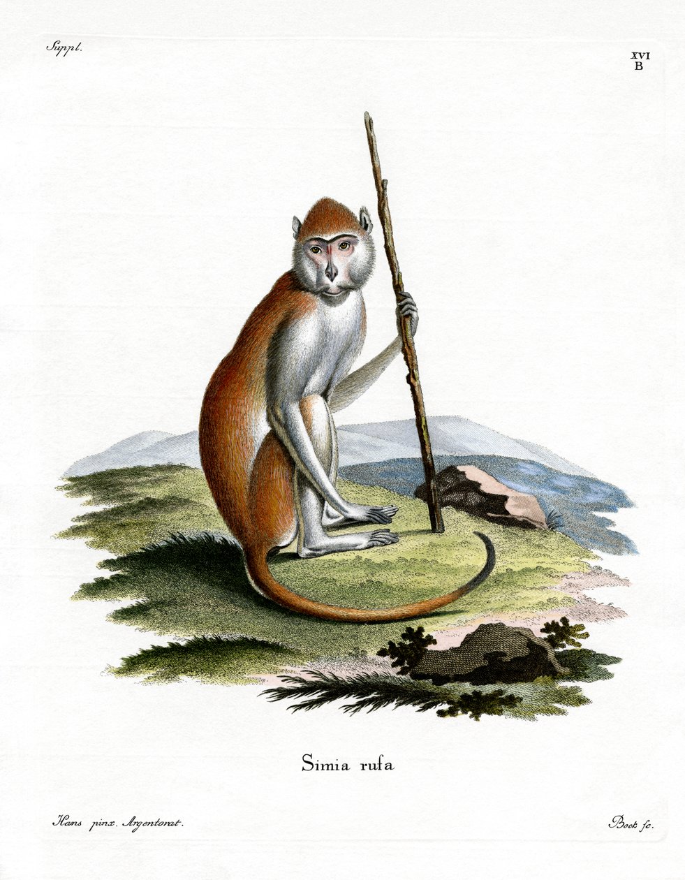 Patas Monkey (farvet gravering) af German School