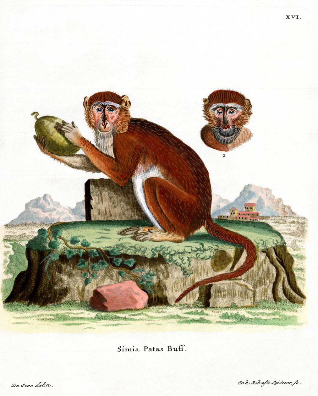 Patas Monkey (farvet gravering) af German School