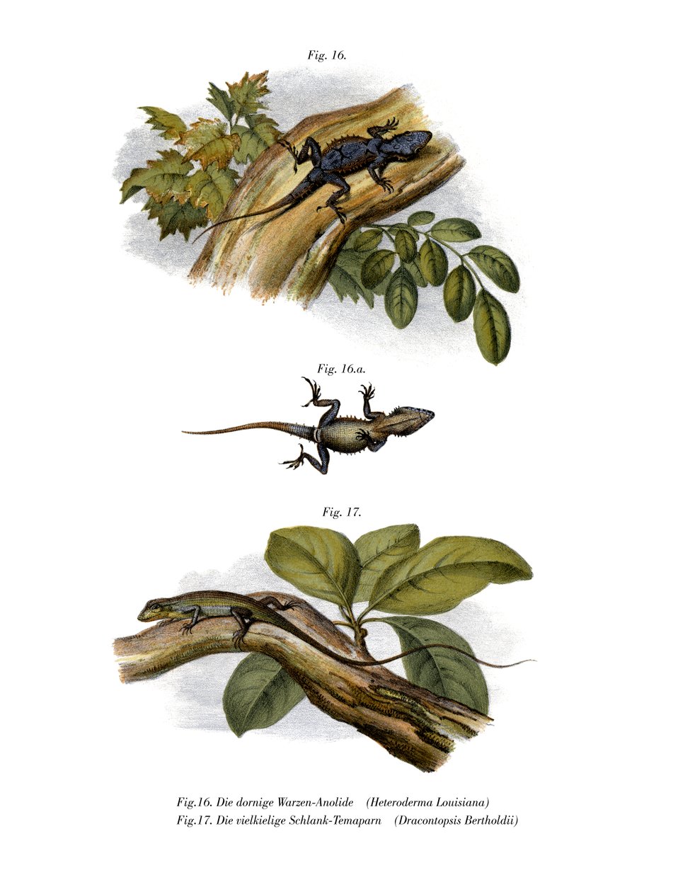 Peach Anole (farve litho) af German School