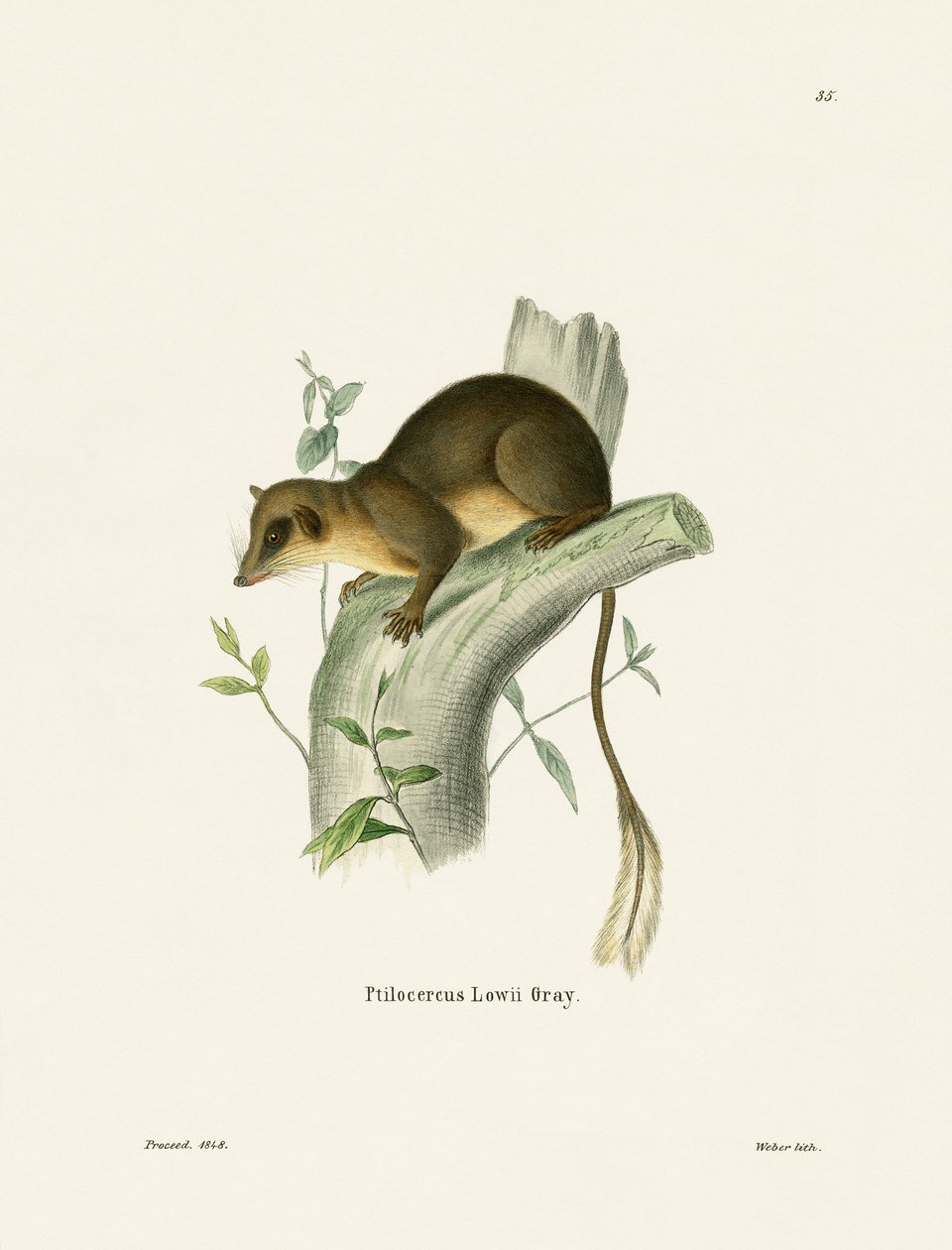 Pen-tailed Treeshrew (farvet indgravering) af German School