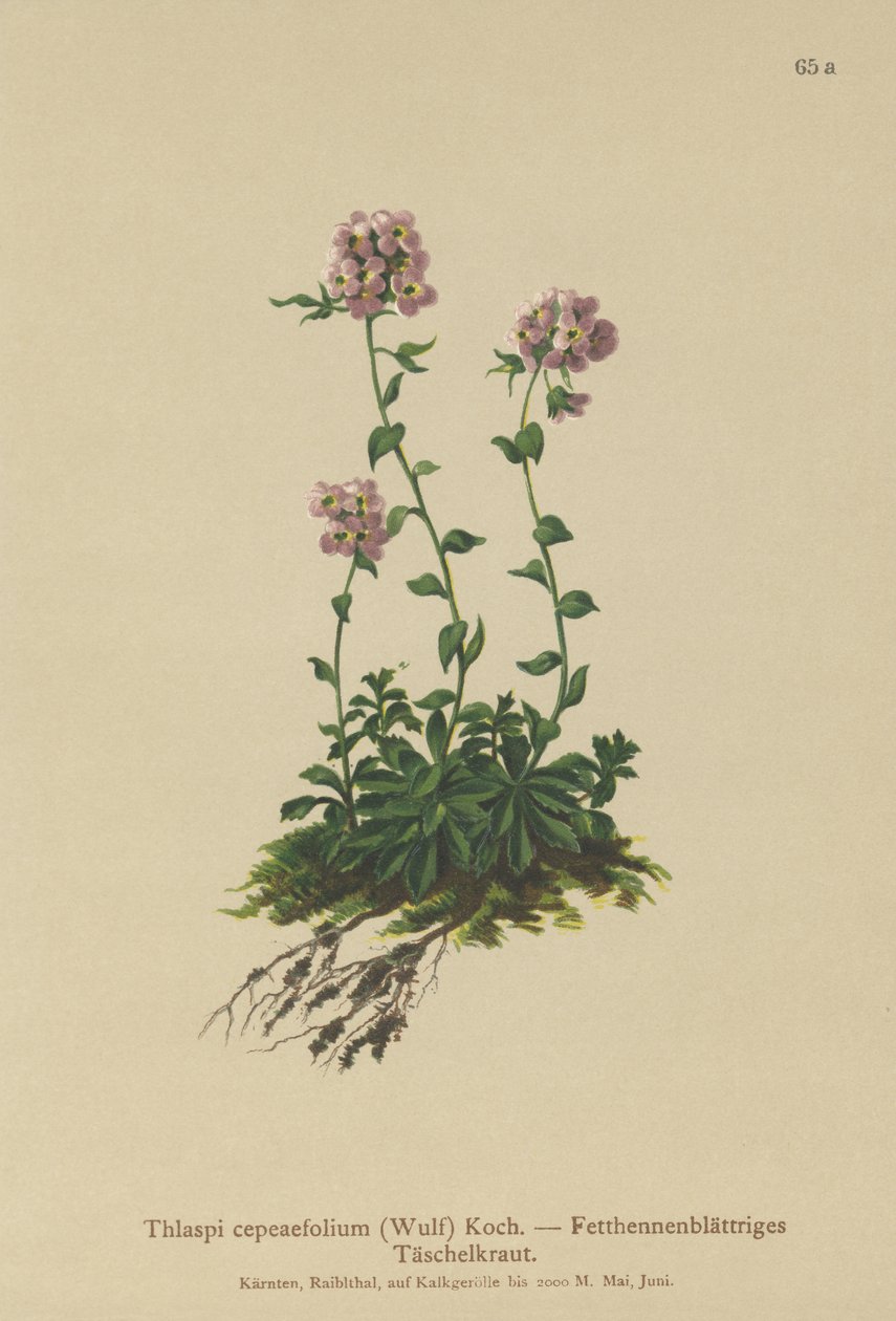 Pennycress (Thlaspi cepeaefolium) af German School